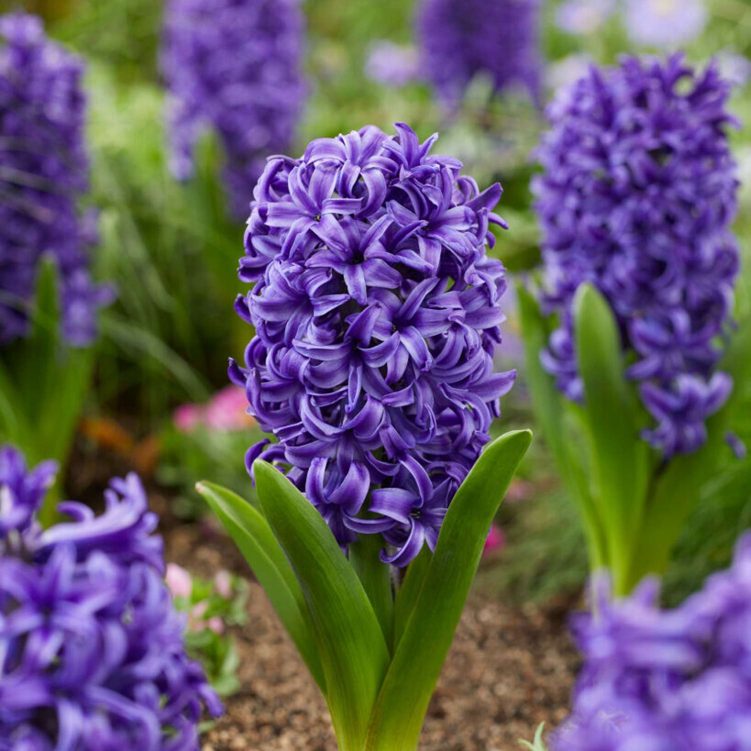 Hyacint 'Blue Pearl'